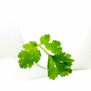 Cilantro
