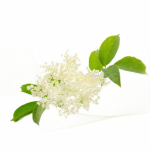 Elderflower