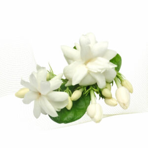 Jasmine