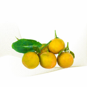 Kumquat
