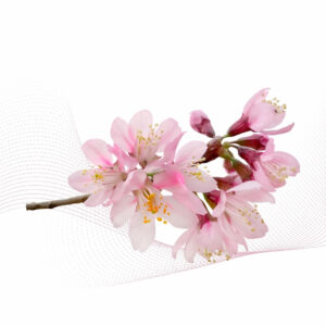 Sakura